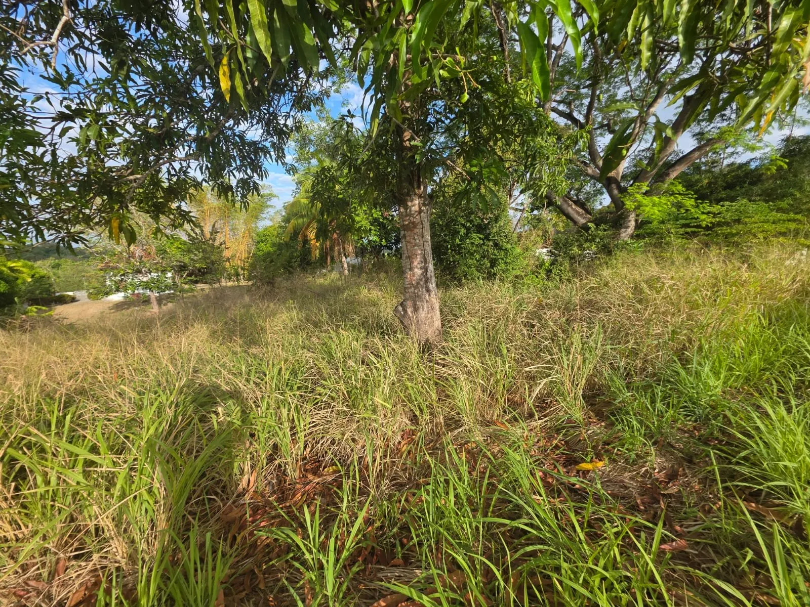 Se vende terreno en el Higo de San Carlos